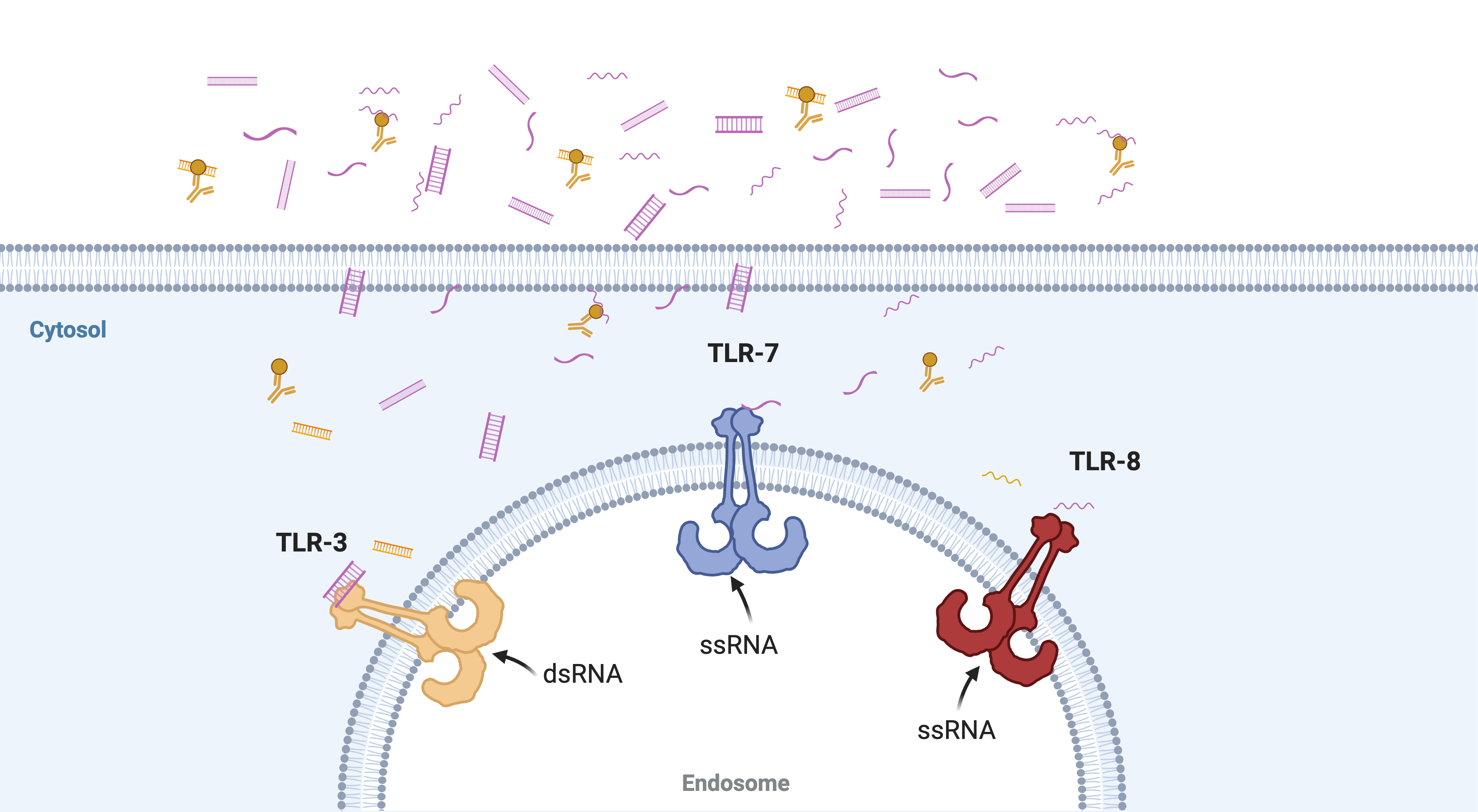 Tlr Activation